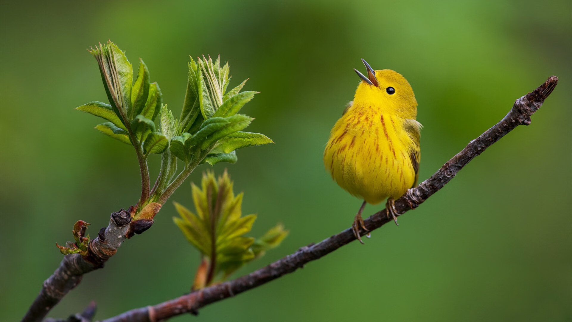 绿茵双重奏，奥亚尔萨瓦尔个人英雄主义爆发，突尼斯团队合力提前终结安哥拉悬念