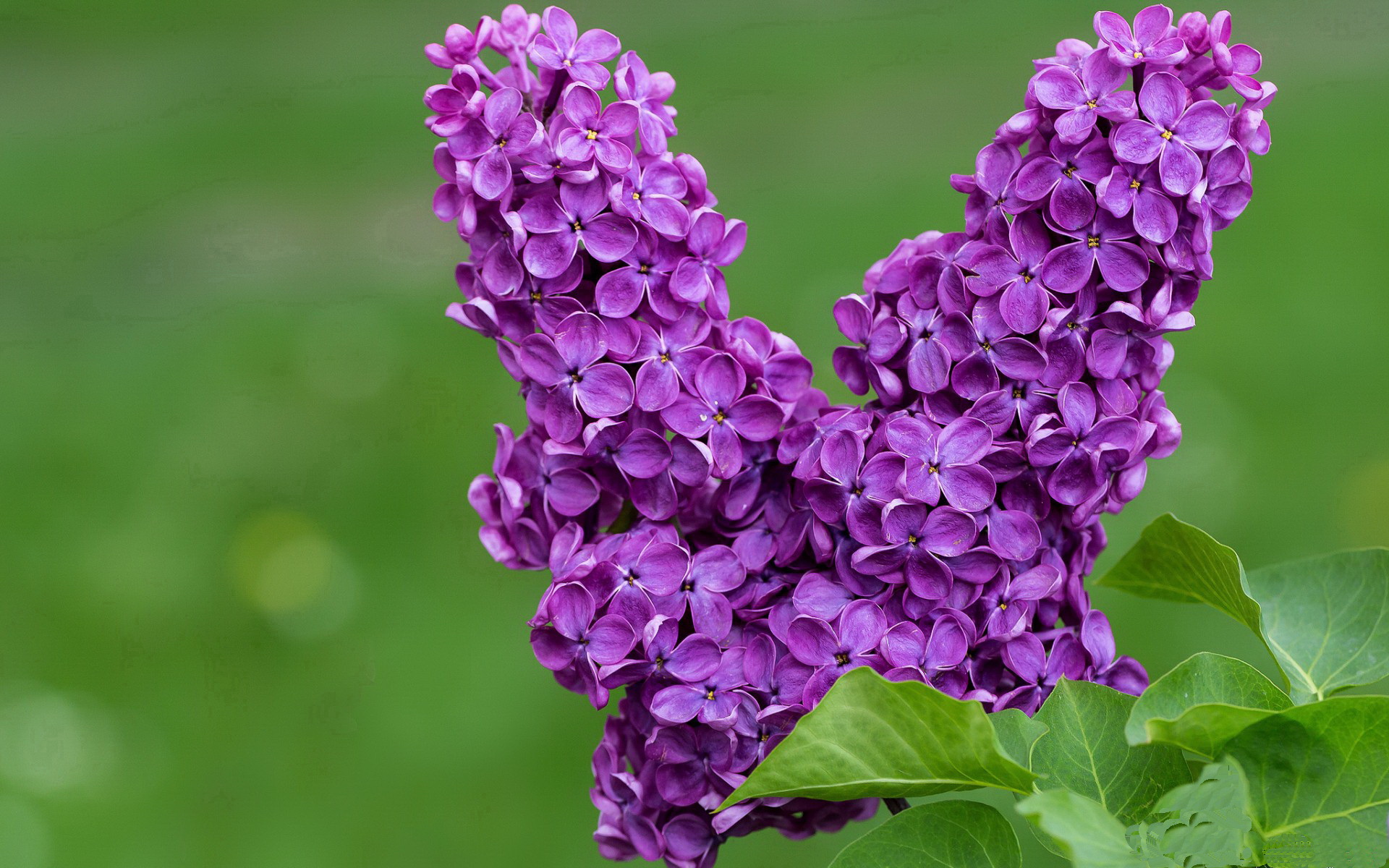 开云体育-F1街道赛之夜，一颗足球炸弹划破引擎交响曲，黄喜灿如何在心跳间隙定乾坤？