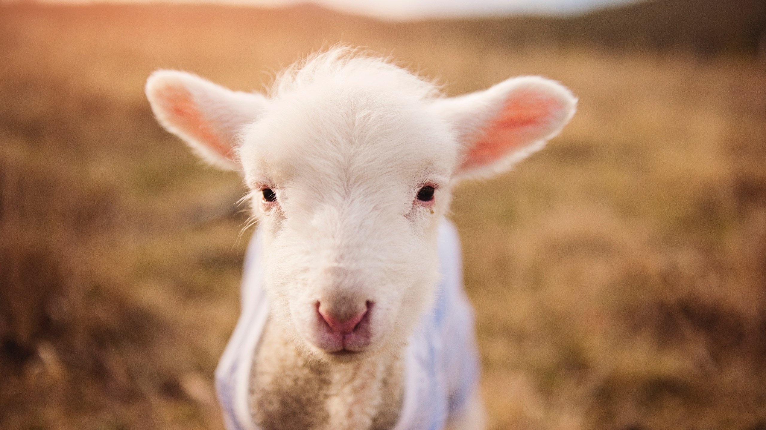 开云体育-绿茵铁幕与绝境神迹，统治力的两副面孔