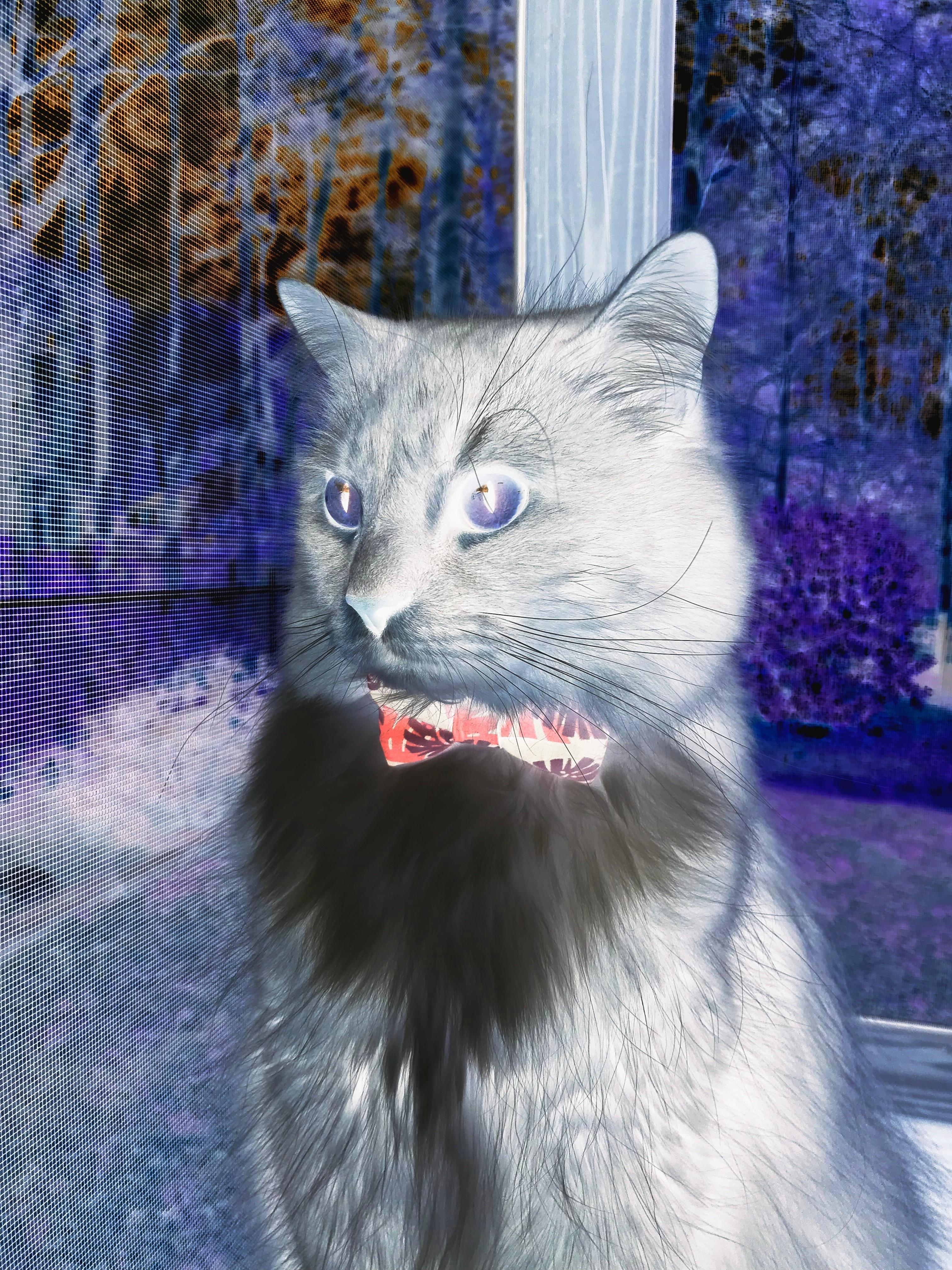 开云体育在线-极限时刻，沉默英雄凯塞多一剑封喉，贝蒂斯雨夜颠覆曼城王朝序章