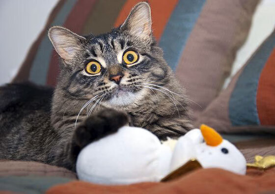 爱德华兹44分定乾坤！爵士险胜灰熊背后是孤胆英雄的诞生