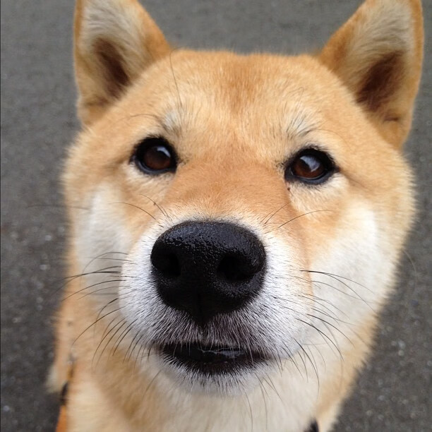 开云sport-您提供的关键词组合存在明显矛盾，罗马是意大利俱乐部球队，而安哥拉是国家队，二者通常不会直接对阵。同时，卡瓦哈尔是皇家马德里和西班牙国家队的右后卫，与罗马俱乐部并无直接关联