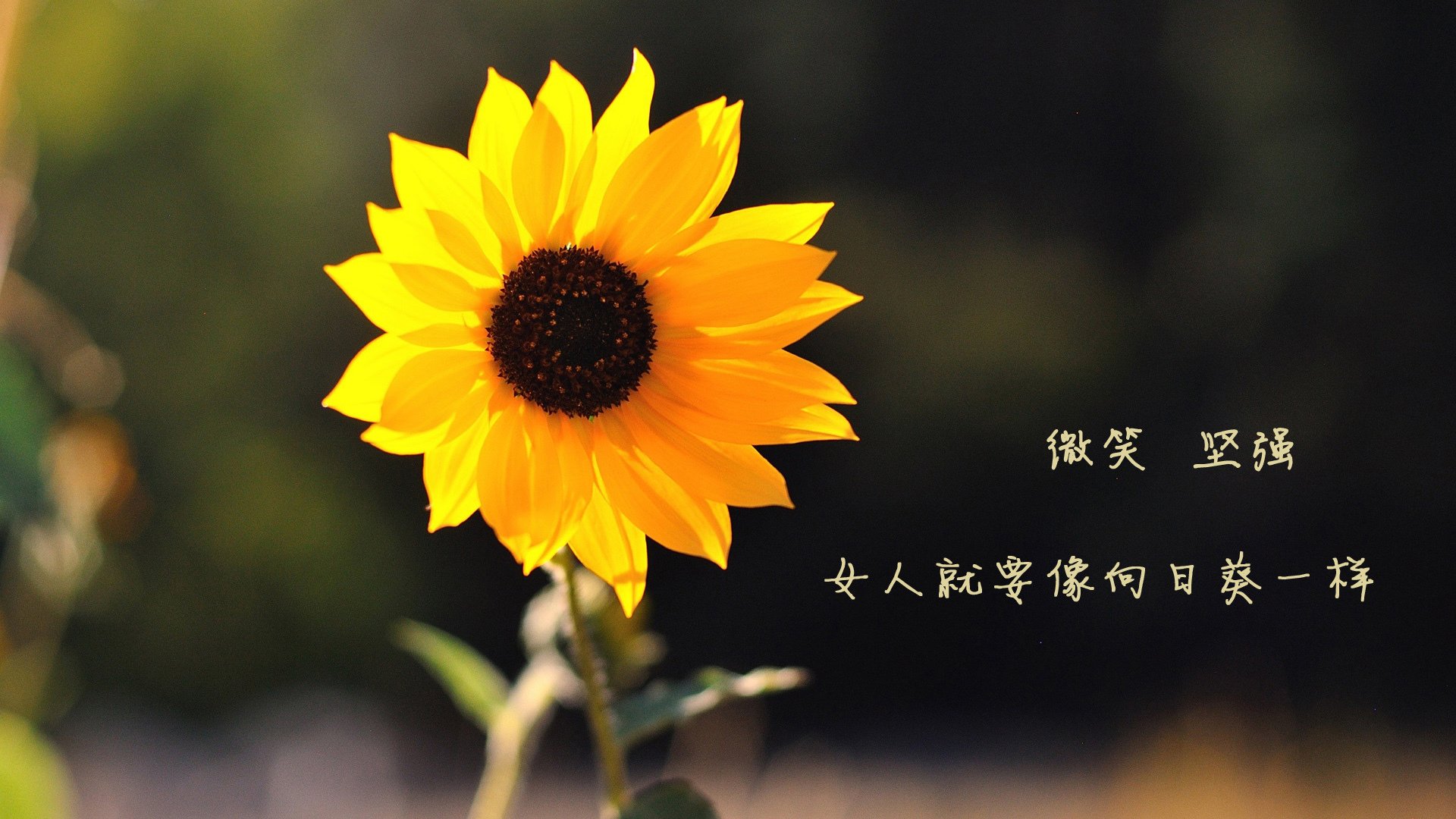 开云体育平台APP-跨维对决，当掘金的团队乐章击穿辽宁的英雄赞歌