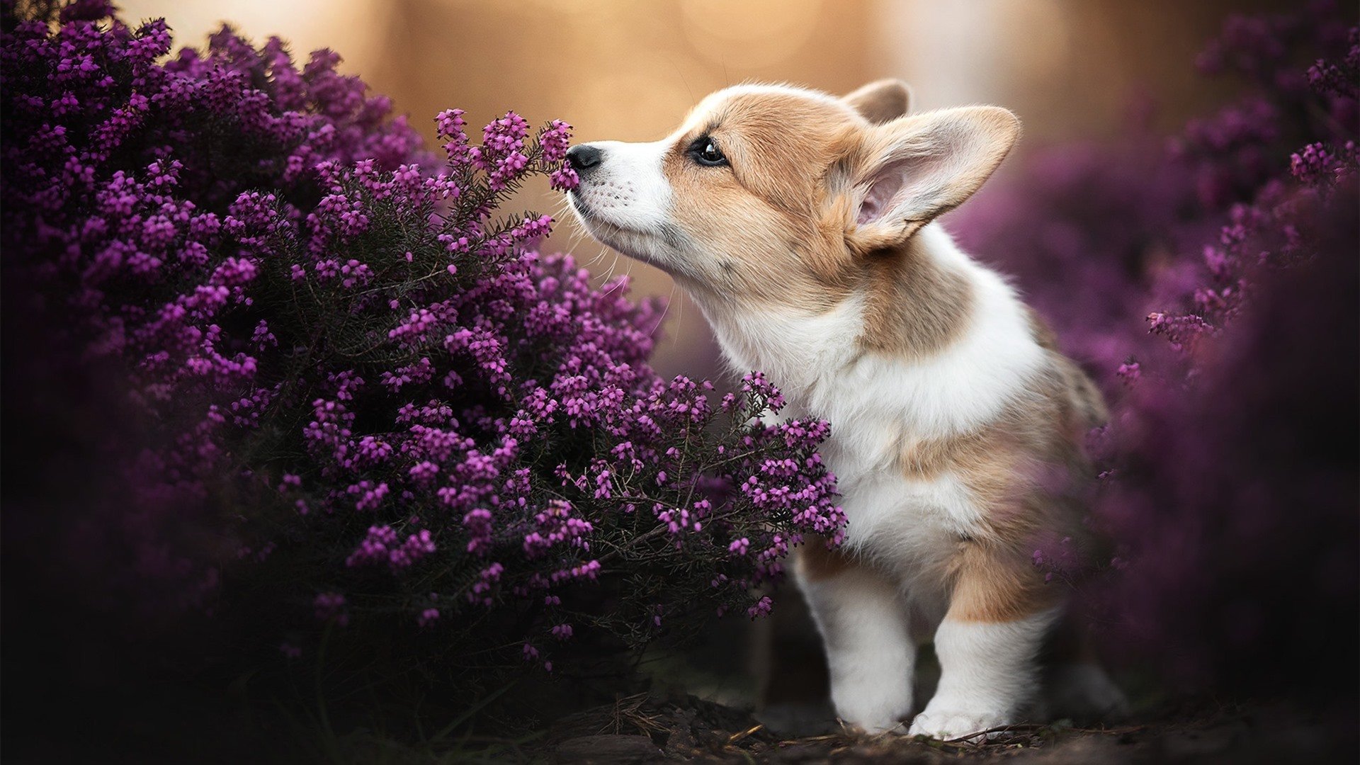 开云体育官网-爵士钢铁交响曲，当团队火力的洪流中，利拉德化为最尖锐的利刃