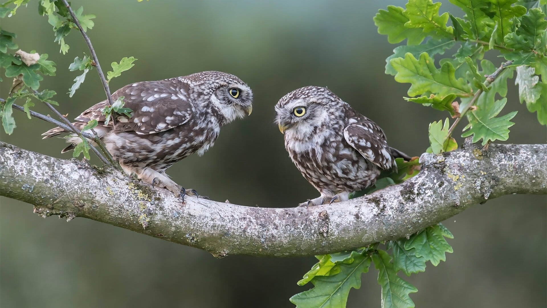 开云体育平台APP-战术枢纽哈弗茨，从转换核心到牙买加奇迹—解析现代足球的齿轮效应