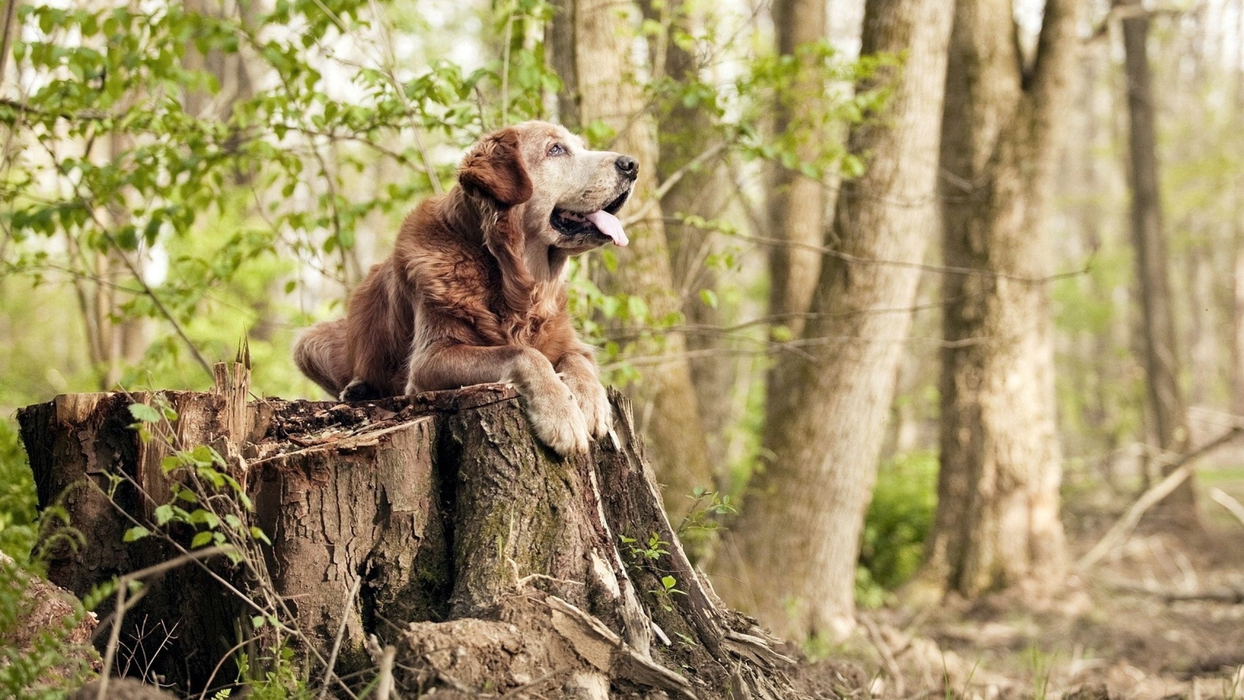 开云体育官网-风城之心，布伦森绝杀时刻铸就公牛队史新传奇
