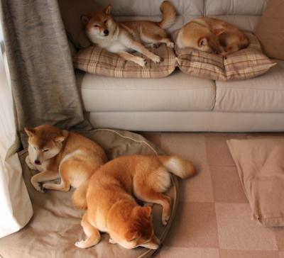 开云体育APP下载-沙漠风暴席卷绿岛，赖斯独闯龙潭，卡塔尔打穿神话背后的足球革命