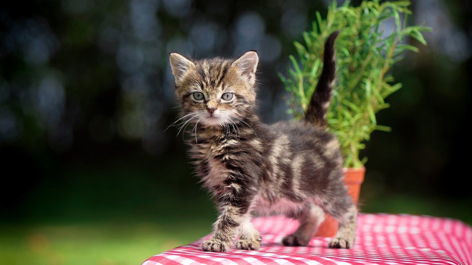开云体育-冰冷绝杀与滚烫意志，当布伦森撕碎勇士的庆功香槟