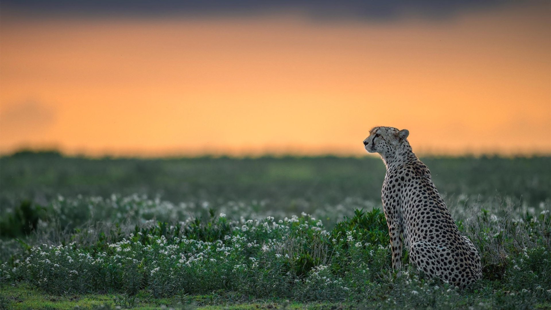 新疆队对阵公牛，米切尔是唯一的标尺
