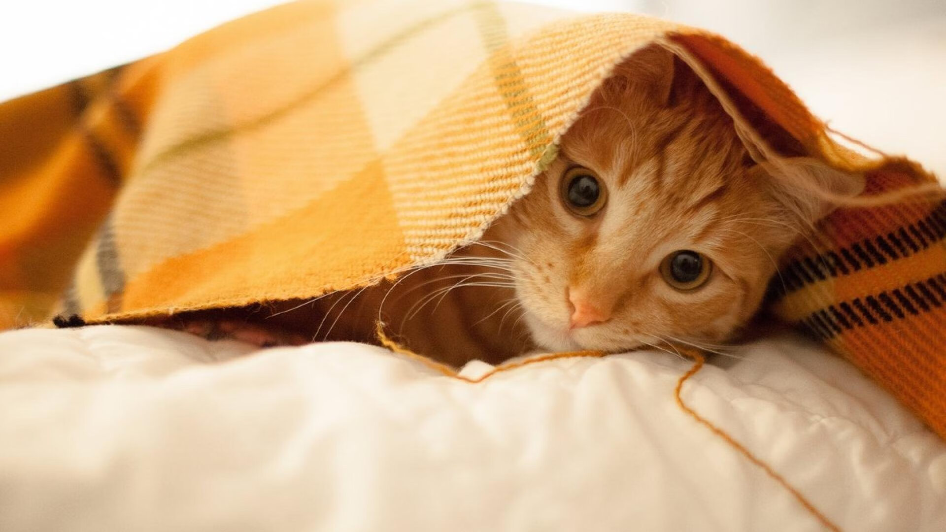 大帝凿穿铁壁，黄蜂掀翻猛虎！恩比德全程高能输出，助黄蜂意外掀翻辽宁