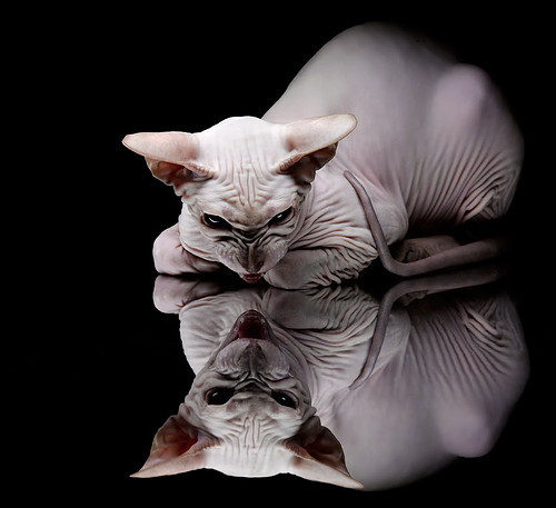 划过洛城夜幕的异星轨迹，文班亚马用一场球重定义篮球未来