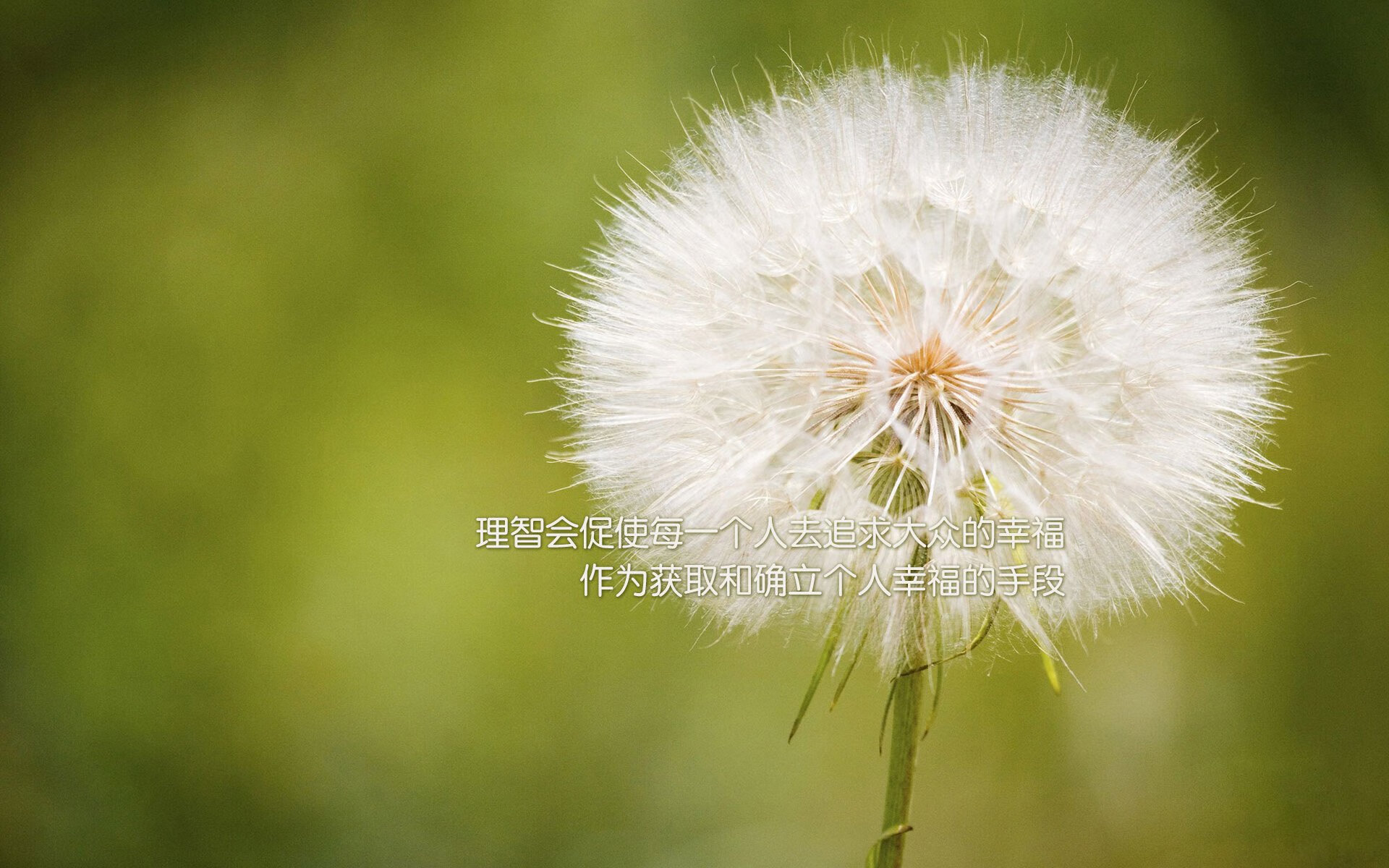 新秩序的血色黎明,安联球场,咆哮的袋鼠与沉没的战车